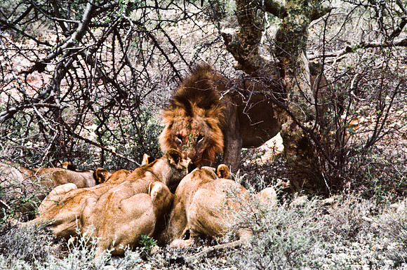 55447_SL_COLOR_LIONS_SUMBURU_KENYA_AFRICA_1989_9