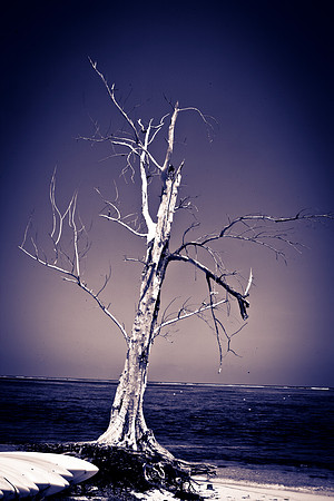 3876_DG_Cayman_Island_Caribbean_ZV4N0428