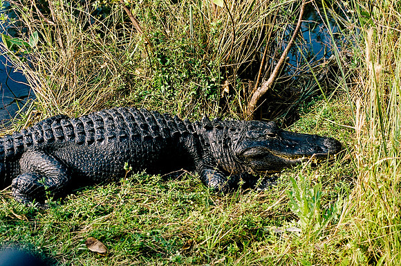 84694_EVERGLADES 33942R5__Azuley-R5-35