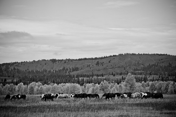 0020_Wyonming_To_Ketchem_Sun_Valley_ID_5L8Y7388