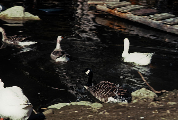 64039_B1_SL_COLOR_UP STATE_NY_86_14.jpg