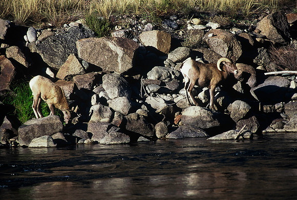 47438_B5_SL_COLOR_SALIDA_5_POINT_SPEEDING_COLORADO_WY_97_10.jpg