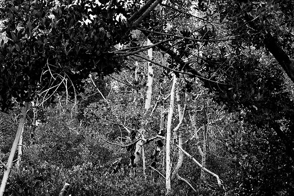 85547_ZV4N_7367-156_Miami_To_Sanibel_Island_FL