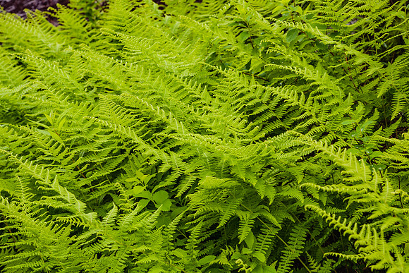 20060628_Maine_ZV4N1138