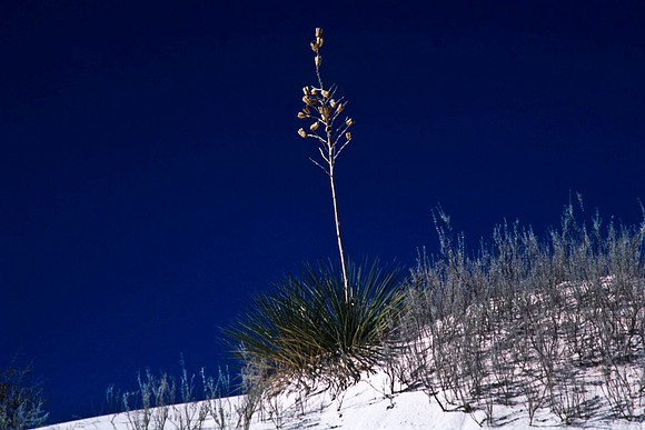 47894_B16_SL_COLOR_LA_MESILLA0_TO_WHITE_SOUNDS_NAT_MNY_HWY20_NM_97_1047.jpg