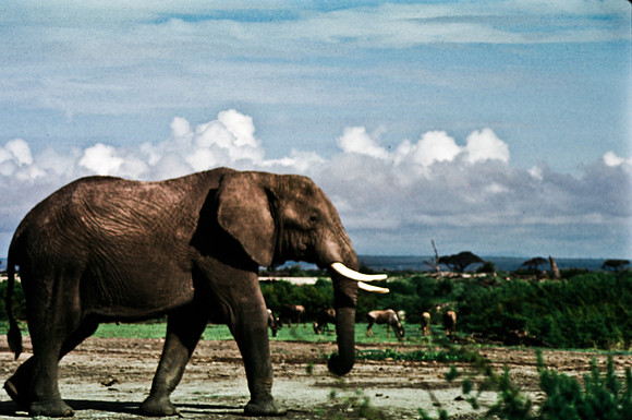 55395_SL_COLOR_ELEPHANTS_KILIMANJARO_KENYA_AFRICA_1989_4