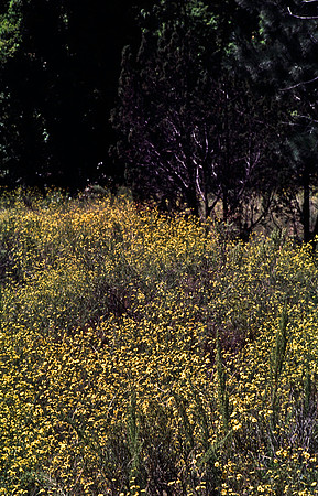 37878_B15_SL_COLOR_BANDELIER_TO_JEMEX_INDIAN_RES_HWY4_NM_97_35.jpg