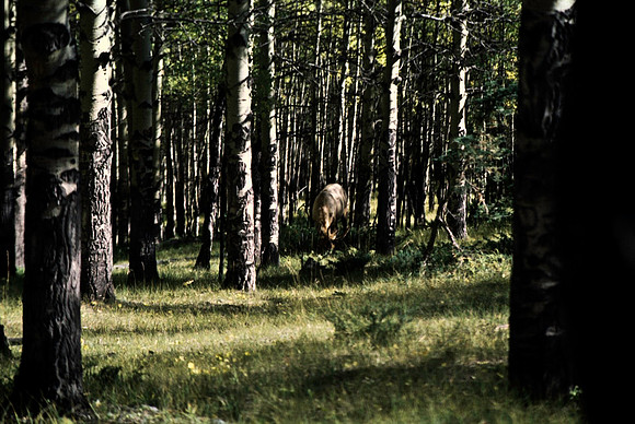 06823_B19_SL_COLOR_BISON_NAT_PARK_LAKE_LOUIS_VILLAGE_WS_97_03.jpg