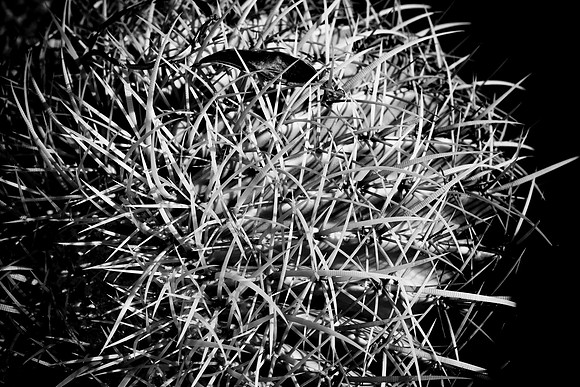 0031_La_Arizona_5L8Y5227