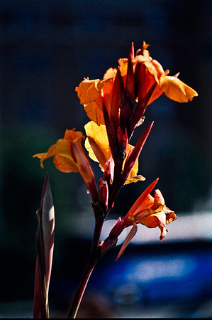 06808_B19_SL_COLOR_VICTORIA_WS_97_12.jpg