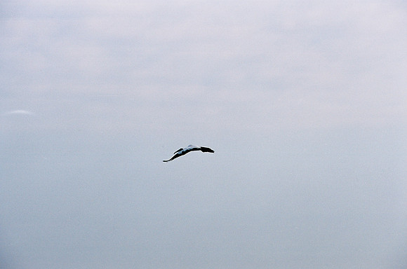 84694_EVERGLADES 33937__Azuley-R3-33