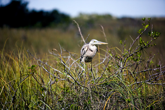 84673_ZV4N_1360_Everglades_Shark_Valley_FL_USA