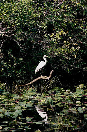 84694_EVERGLADES 33942R5__Azuley-R5-26A