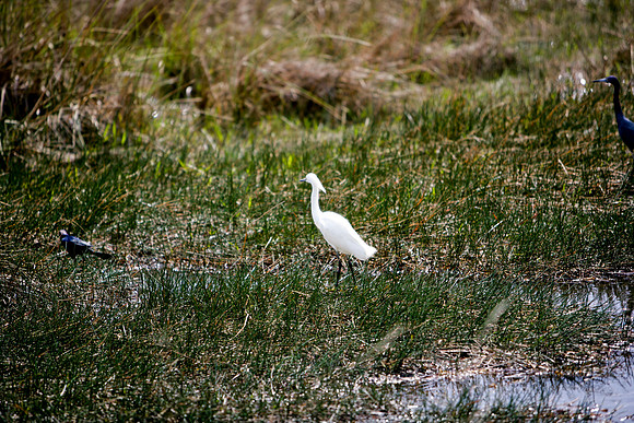 84673_ZV4N_1424_Everglades_Shark_Valley_FL_USA