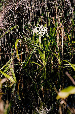 84694_EVERGLADES 33940__Azuley-R6-25A
