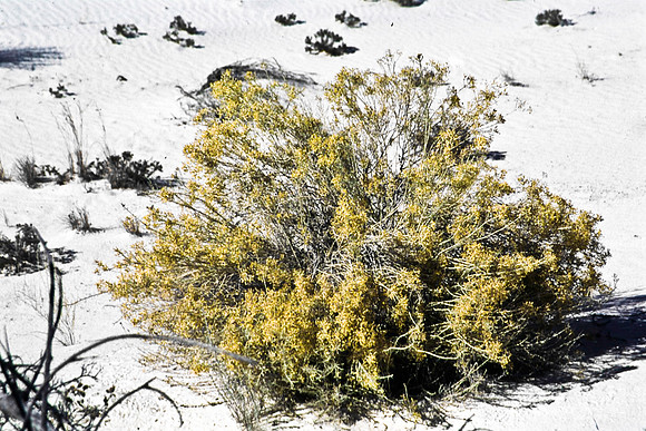 47896_B16_SL_COLOR_LA_MESILLA0_TO_WHITE_SOUNDS_NAT_MNY_HWY20_NM_97_0505.jpg