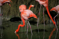 4975_DG_Fisher_Flamingos_Miami_FL_2010_IMG_0029