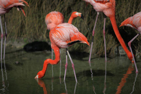 4975_DG_Fisher_Flamingos_Miami_FL_2010_IMG_0029
