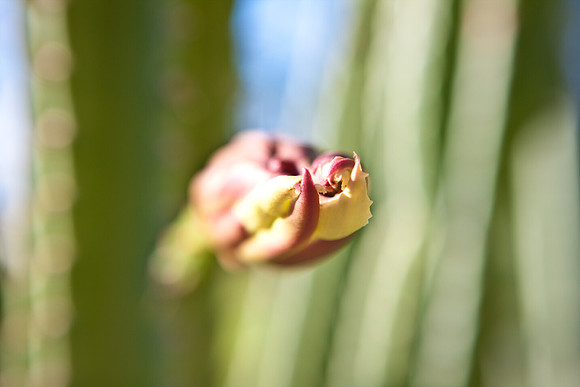 0031_La_Arizona_5L8Y5140