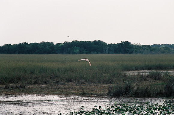 84694_EVERGLADES 33936__Azuley-R1-33A