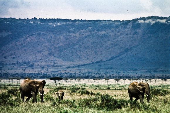 55392_SL_COLOR_ELEPHANTS_MASAI_KENYA_AFRICA_1989_14