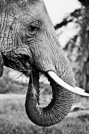 B3_82007_BW_194_New_Masa_Mara_Africa_89_21