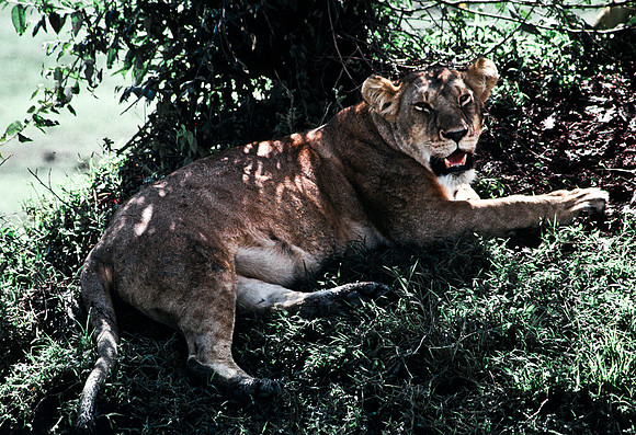 55454_SL_COLOR_LION_KILL_SUMBURU_KENYA_AFRICA_1989_14