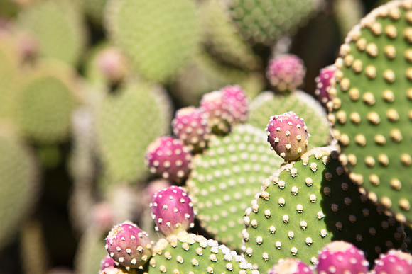 0031_DG_Cactus_Scottsdale_AZ_USA_2009_5L8Y5254